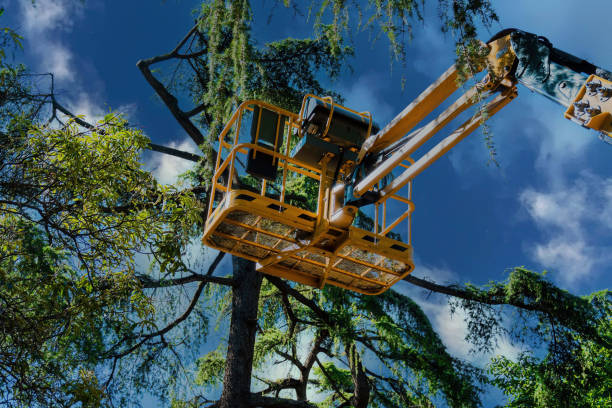 Best Firewood Processing and Delivery  in Mount Prospect, IL