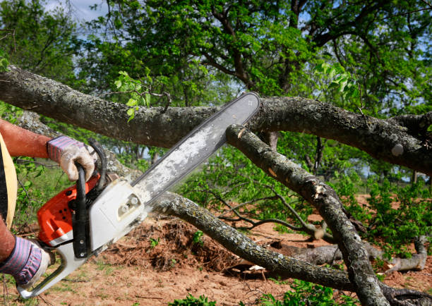 Best Weed Control  in Mount Prospect, IL